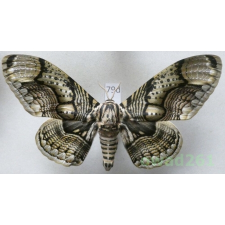Brahmaea hearseyi White, 1862 male ex. ovo China 113mm79d
